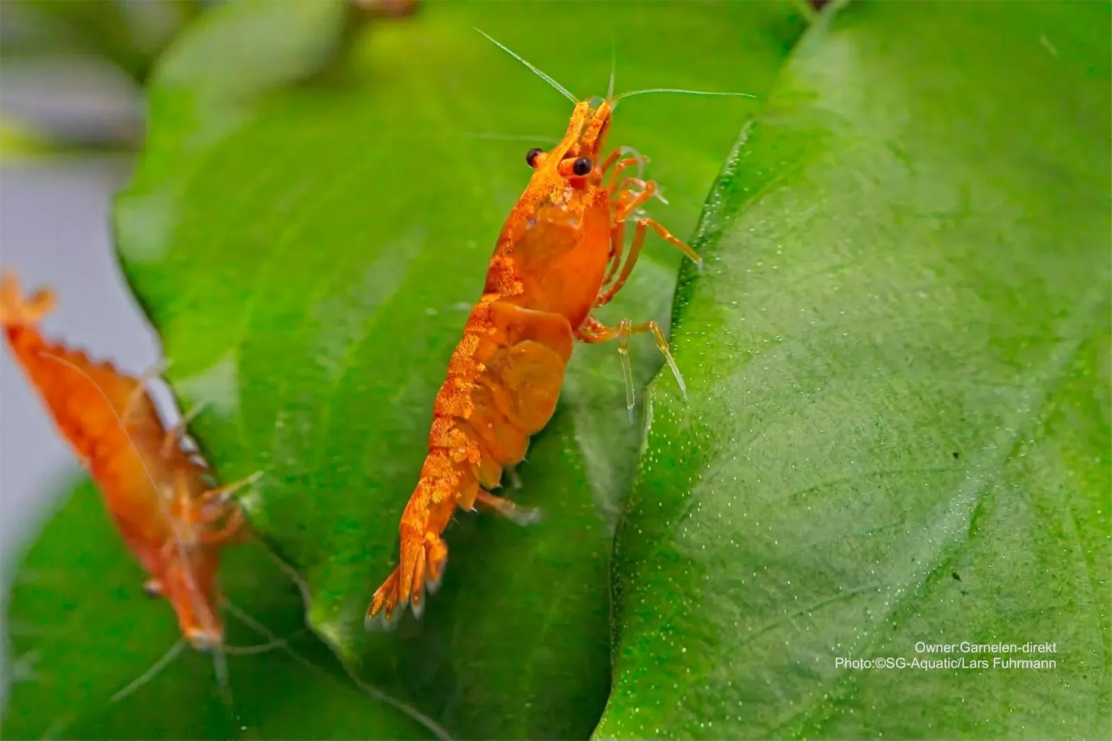 Blood Sunkist Neocaridina im Aquarium